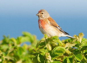 frsommarmorgonmedfgelturigyllinstrdgrd