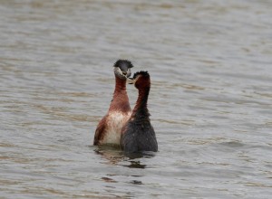 pfgelspaningividresundsdammarna